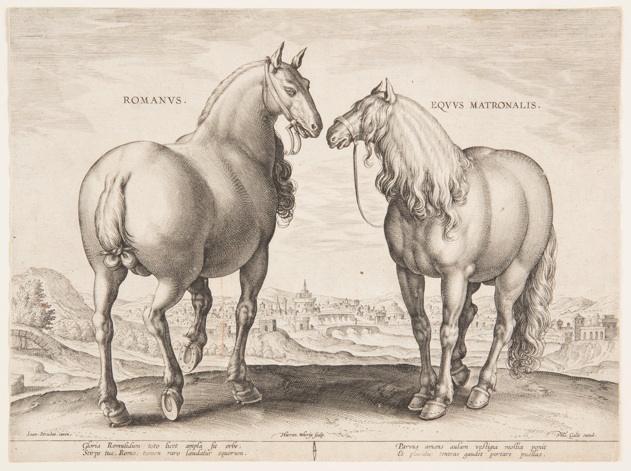 Ein römisches Pferd, aus dem ersten Satz von "Equile Joannis Austriaci" von Jan van der Straet, called Stradanus