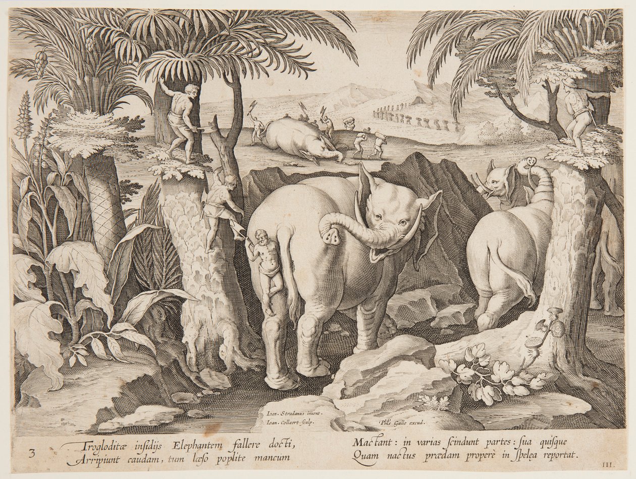 Höhlenmenschen jagen Elefanten, Tafel 3 aus der Serie Venationes Ferarum, Avium, Piscium von Jan van der Straet, called Stradanus