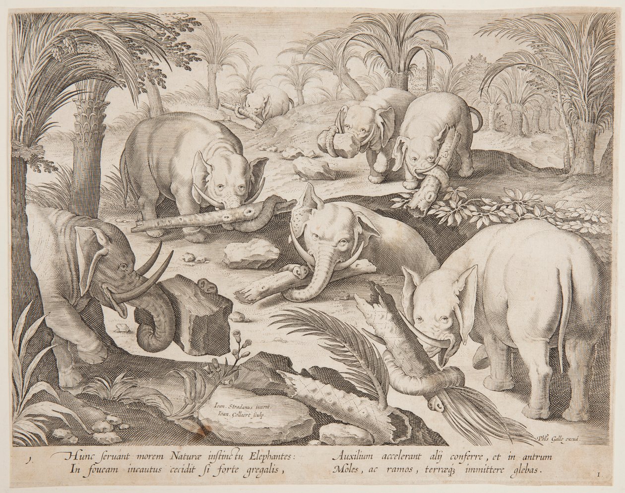 Elefanten helfen sich gegenseitig aus einer Falle, Platte 1 aus der Serie Venationes Ferarum, Avium, Piscium von Jan van der Straet, called Stradanus
