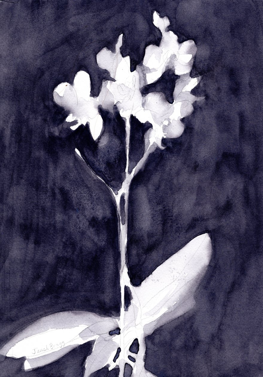 Orchideenimpression in Dunkelblau-Grau, ca. 2019 von Janel Bragg