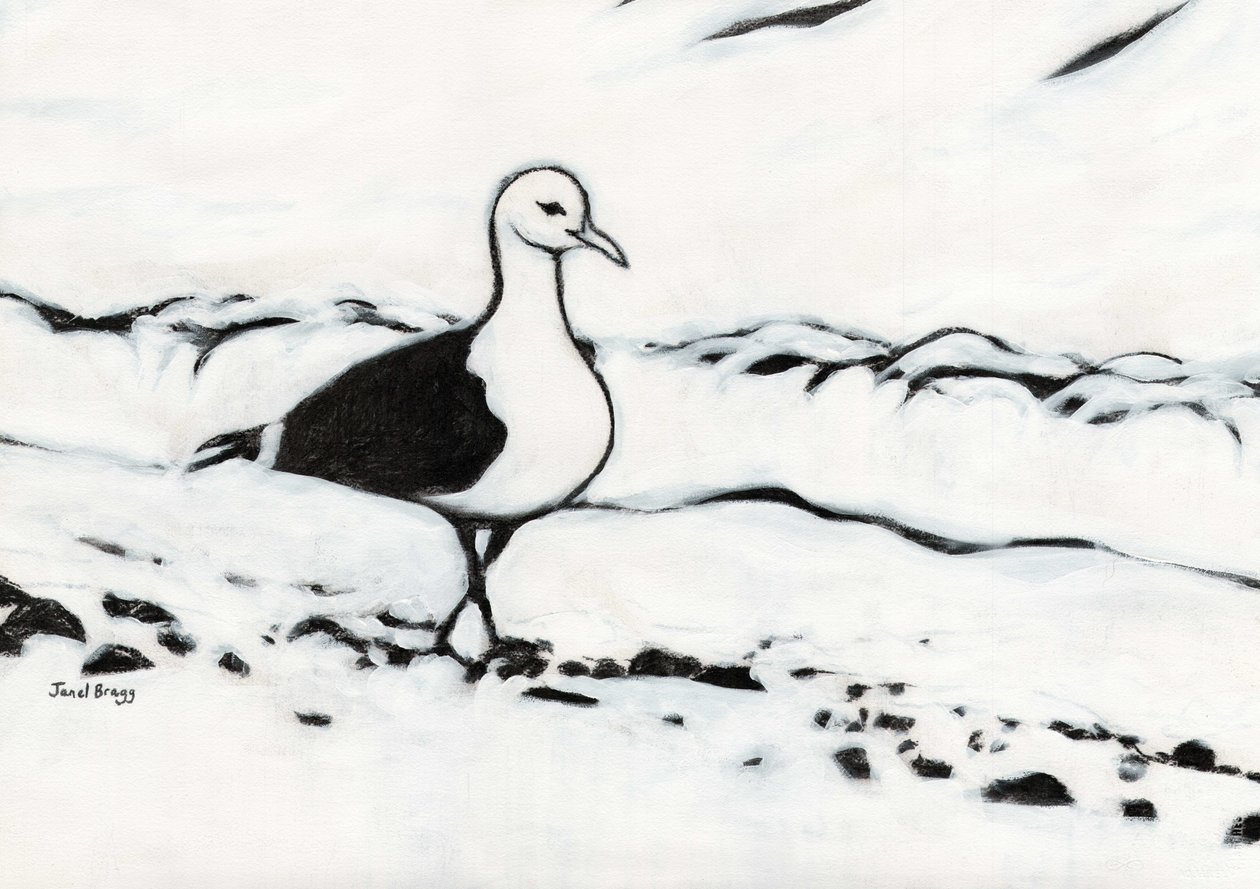 Möwe aus dem Washington Park, ca. 2017 von Janel Bragg