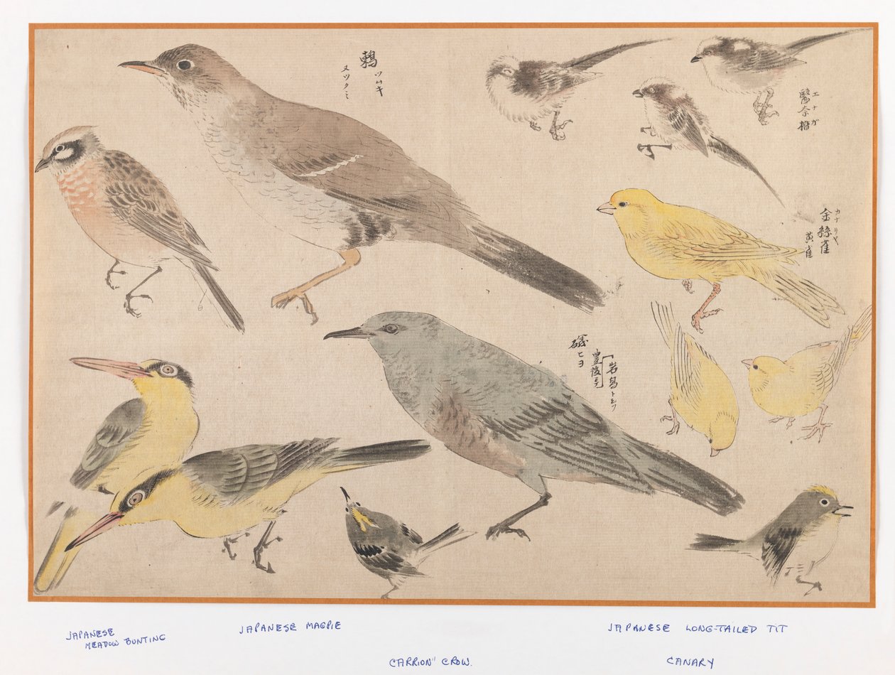 Vögel im Okyo-Stil von Japanese School