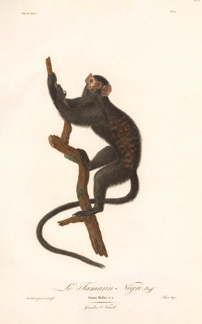 Schwarzer Tamarin (Simia Midas) von Jean Baptiste Audebert