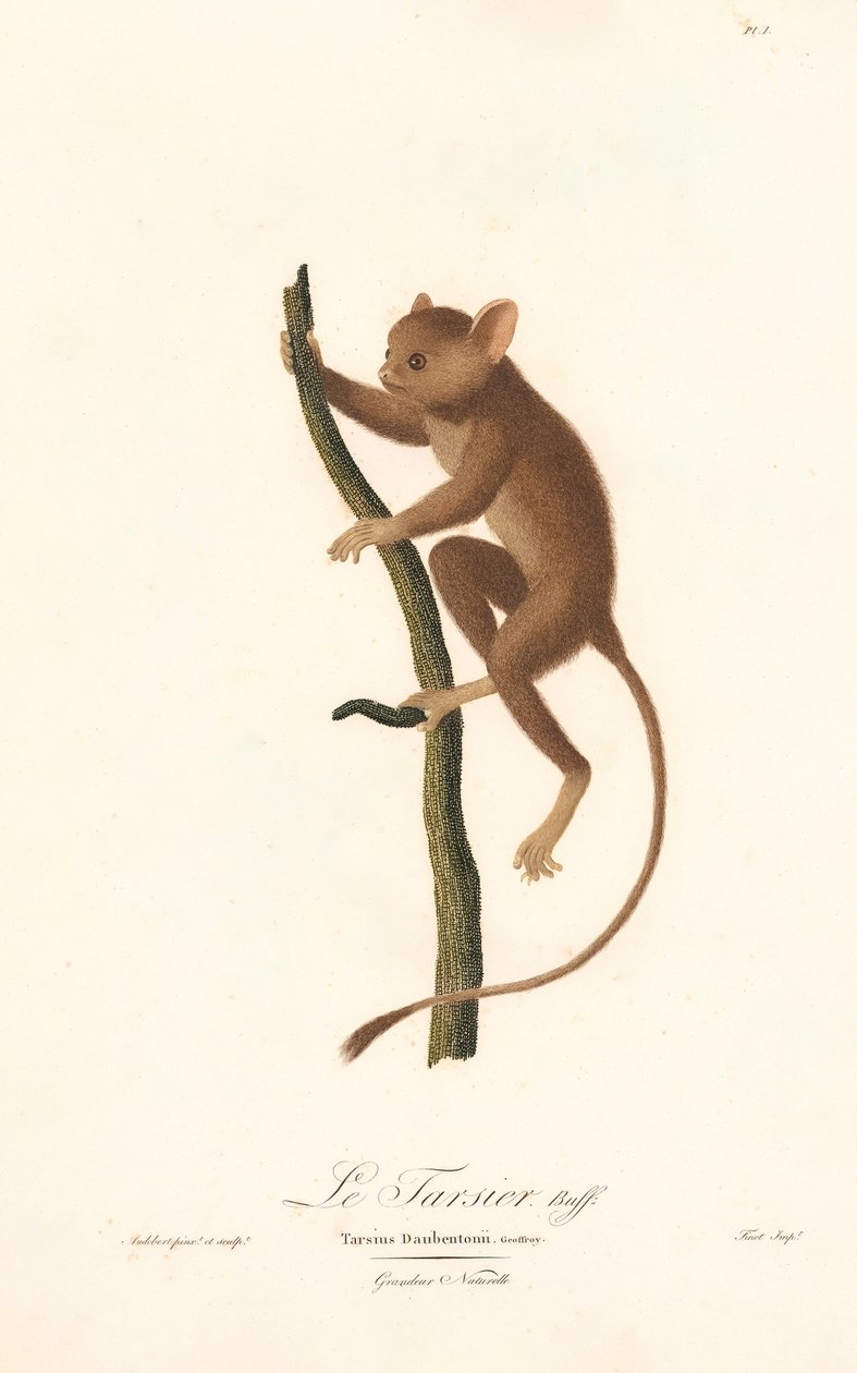 Daubentons Koboldmaki (Tarsius daubentoni) von Jean Baptiste Audebert