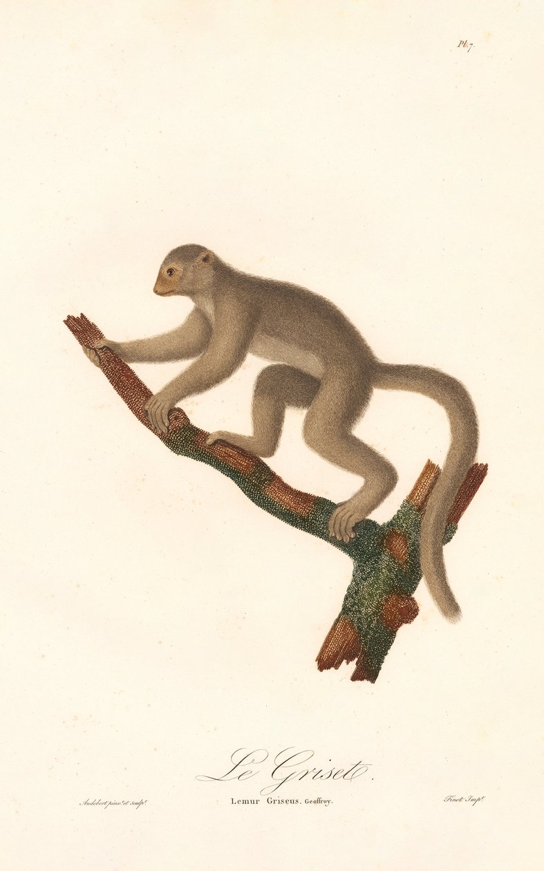 Grauer Mausmaki (Lemur griseus) von Jean Baptiste Audebert