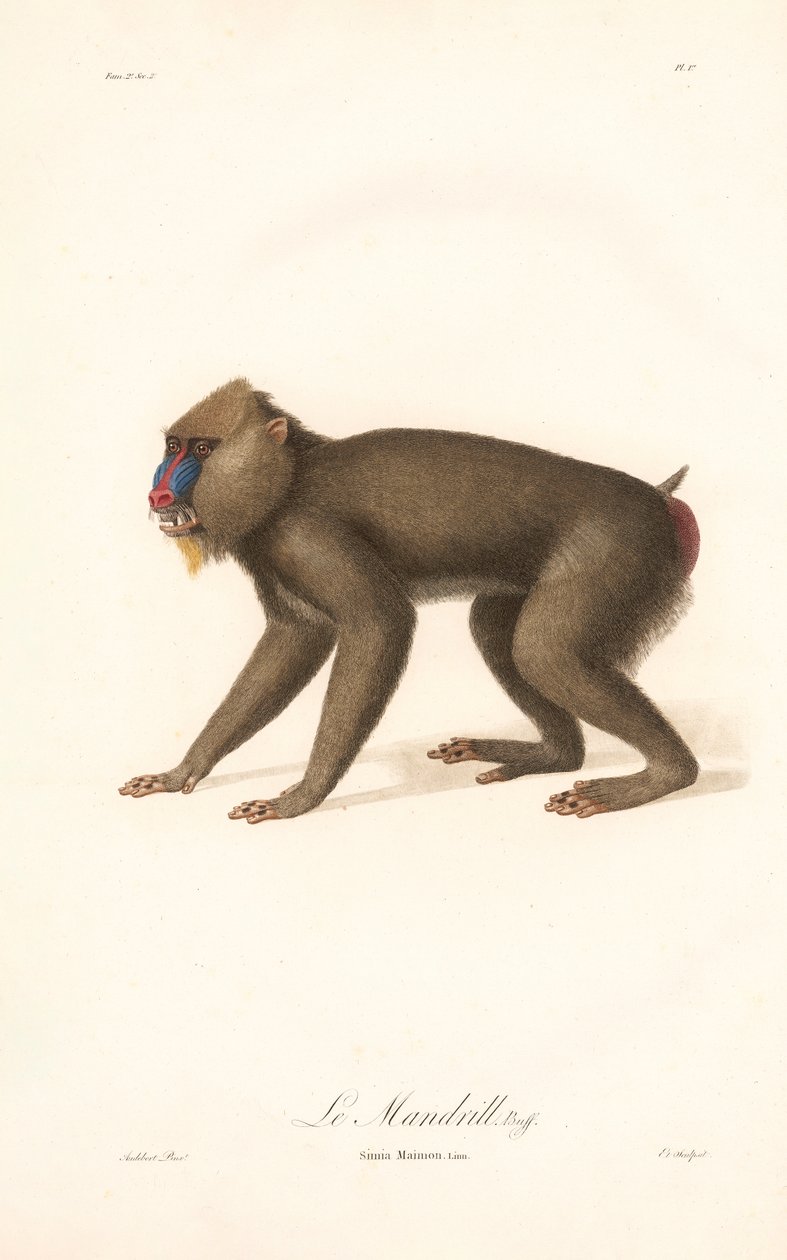 Mandrill (Simia Maimon) von Jean Baptiste Audebert