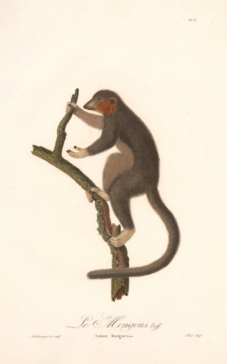 Mungo Lemur (Lemur Mongoz) von Jean Baptiste Audebert