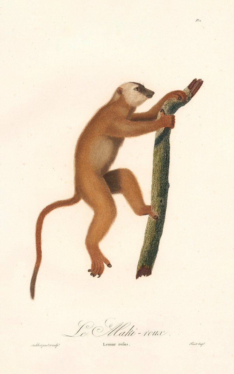 Roter Lemur (Lemur rufus) von Jean Baptiste Audebert