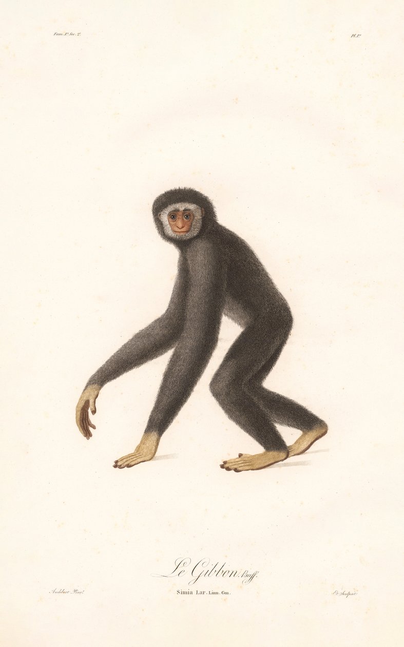 Weißhandgibbon (Simia lar) von Jean Baptiste Audebert