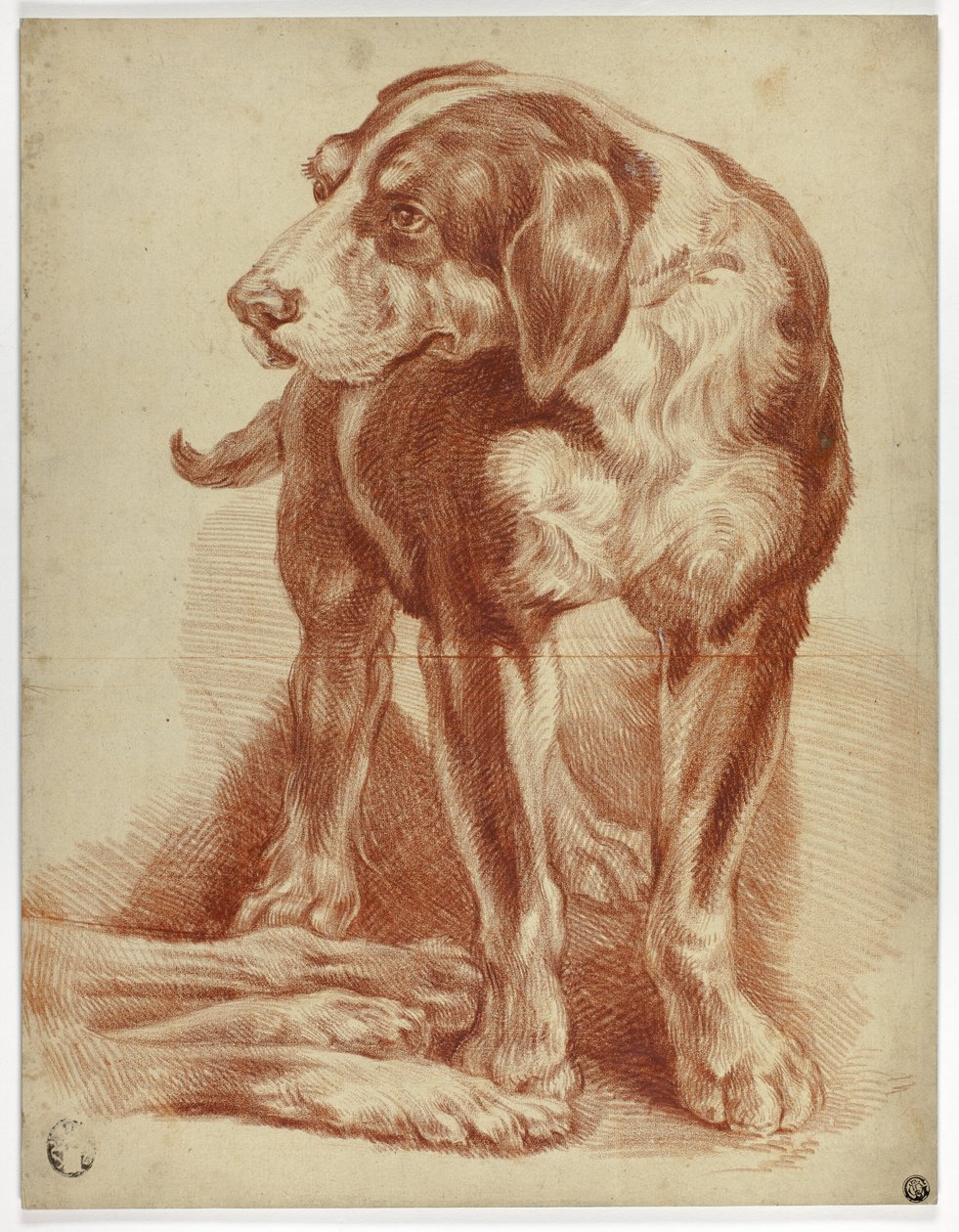 Stehender Hund von Jean Baptiste Huet