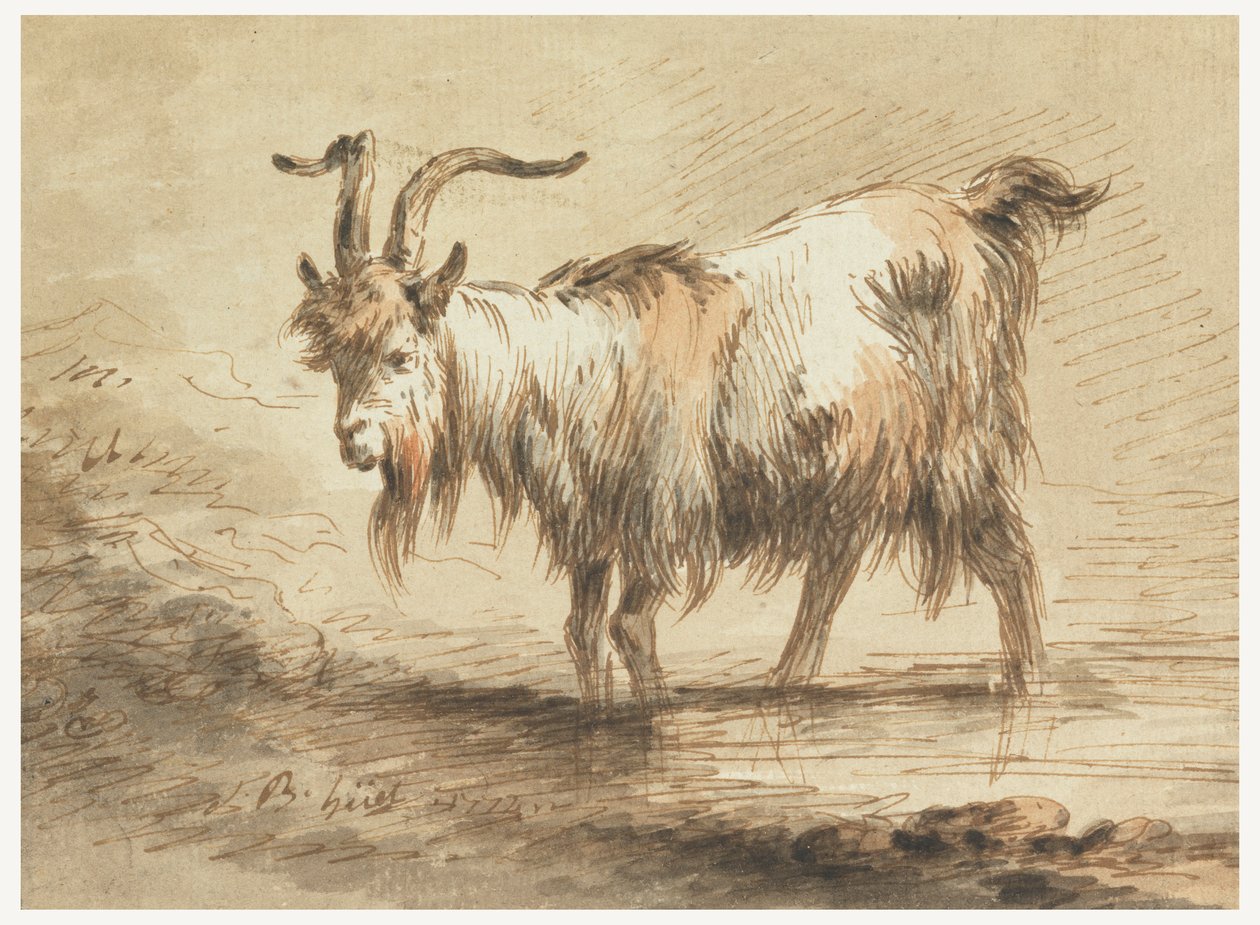 Studie einer Ziege von Jean-Baptiste Huet