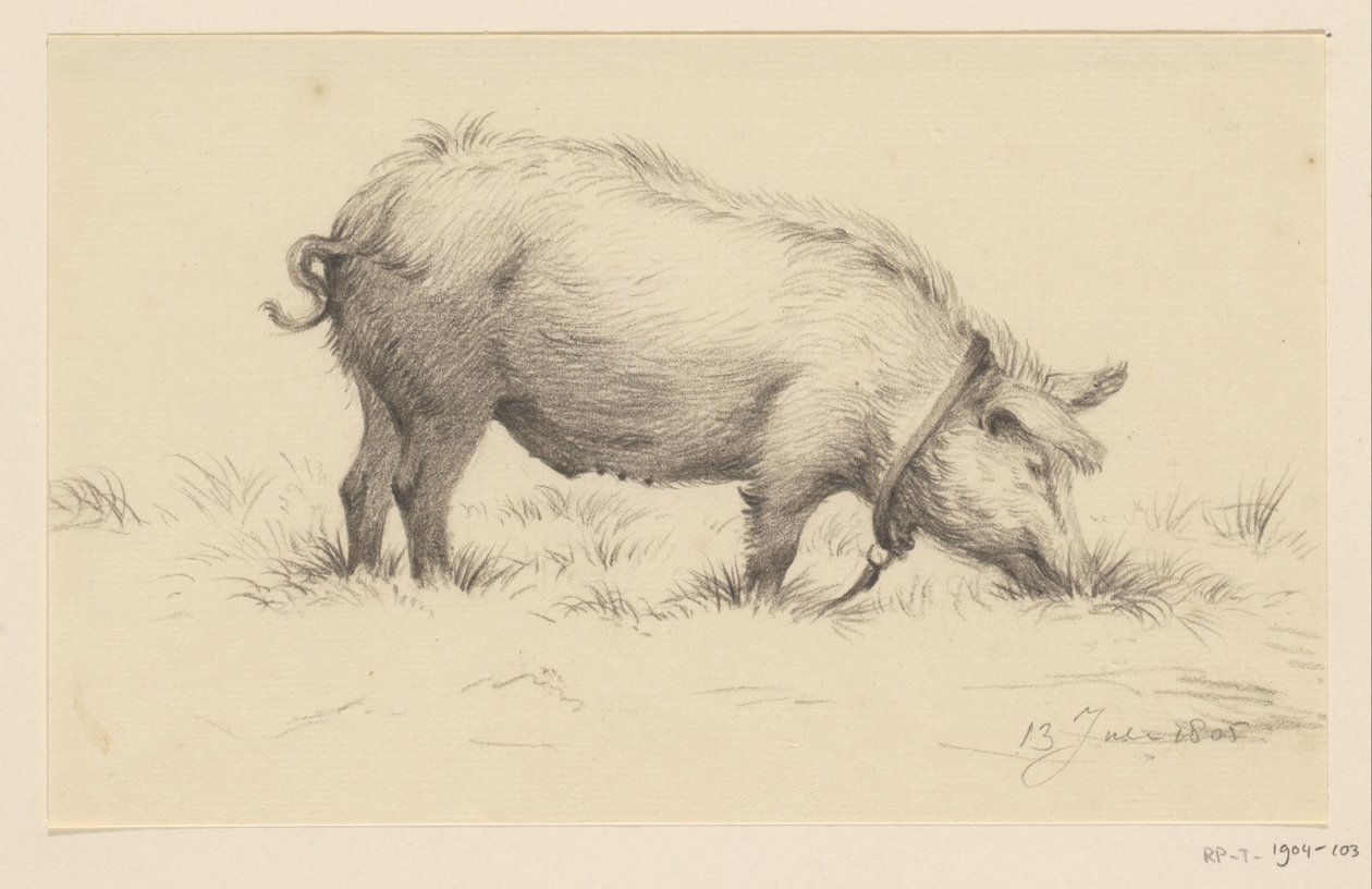 Stehendes urinierendes Schwein, nach rechts, im Gras von Jean Bernard