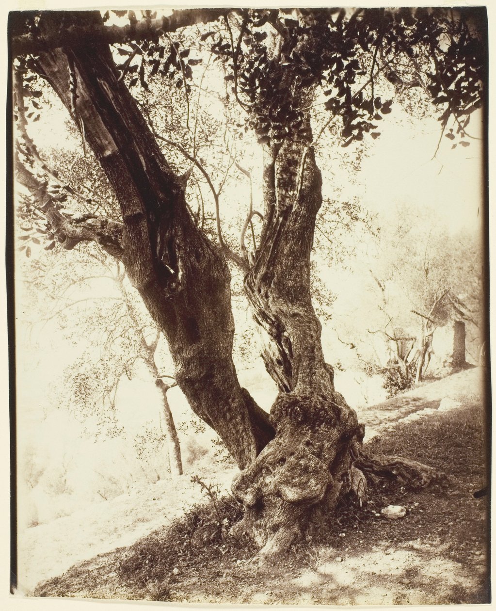 Olivier, Nizza von Jean Eugène Auguste Atget