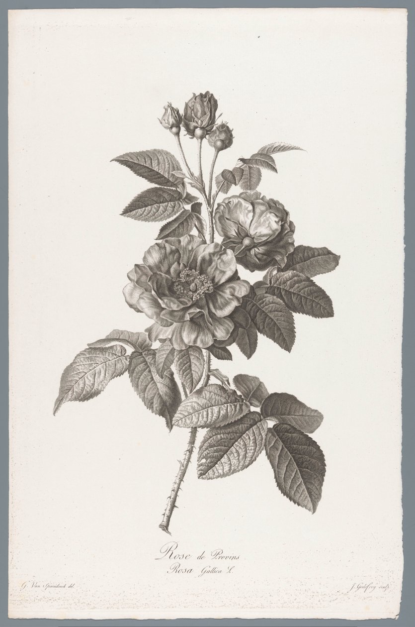 Französische Rose von Jean Godefroy