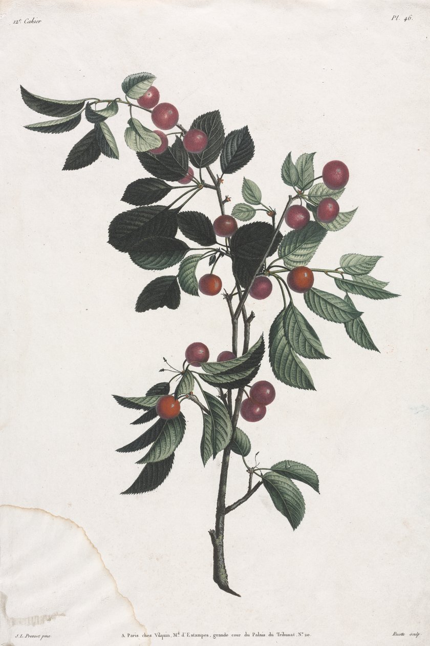 Sammlung der Blumen und Früchte: Zweige von frühen Kirschen von Jean Louis Prevost