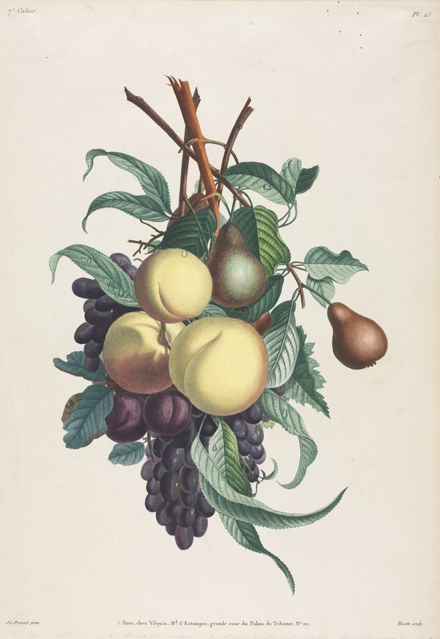 Sammlung von Blumen und Früchten: Zweige von Rousselet, Pfirsich, Pflaume und Traube von Jean Louis Prevost