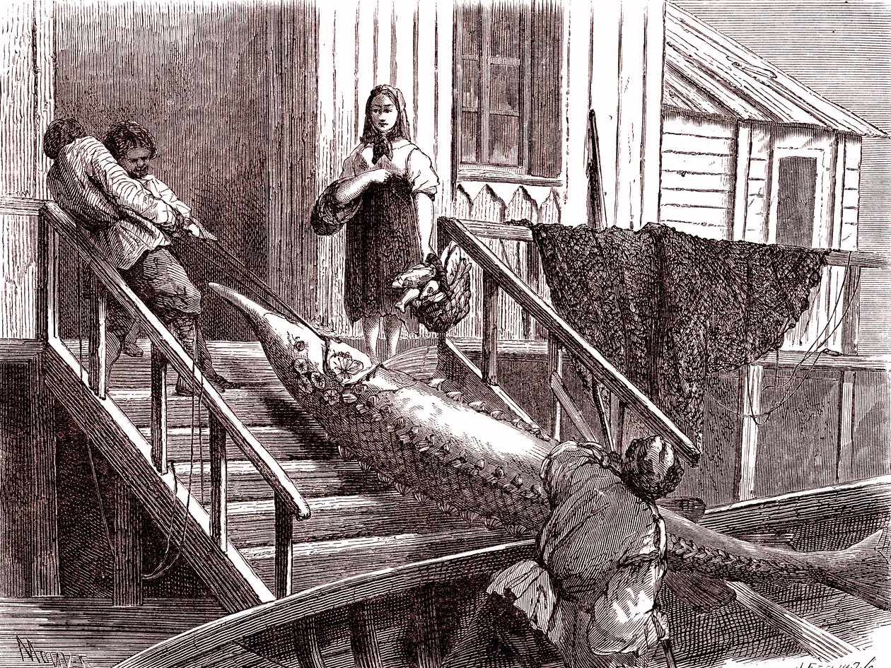 Störfischen am Fluss Wolga, Russland. 1867 (Gravur) von Jean Pierre Moynet
