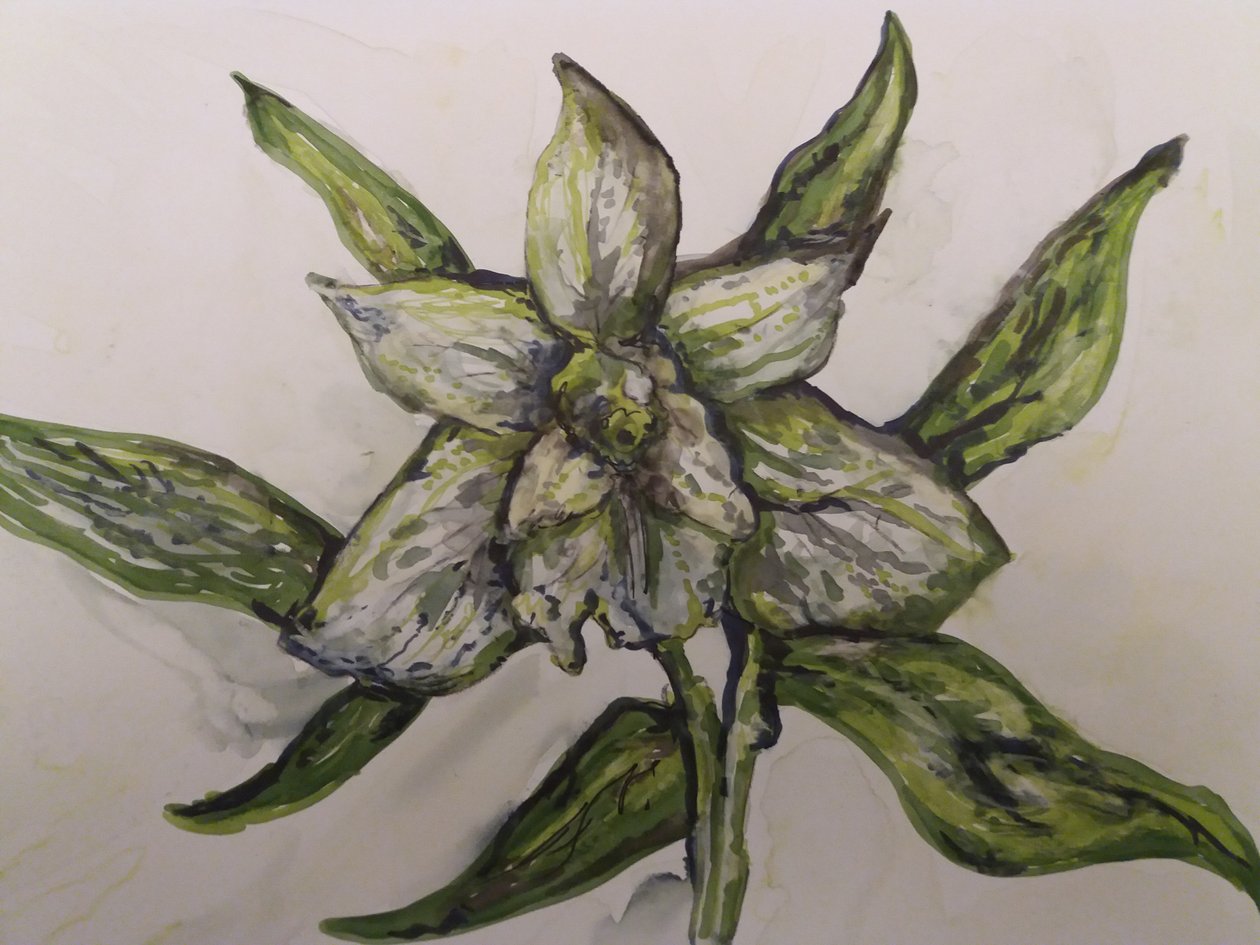 Grüne Orchidee von Jeannette Stein