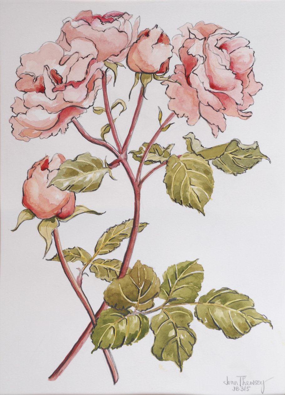 Rosen, Abraham Derby, 2012 von Joan Thewsey