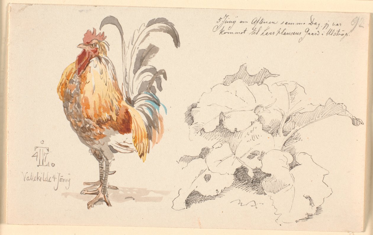 Studienblatt mit einem Hahn und einer Ampferpflanze von Johan Thomas Lundbye