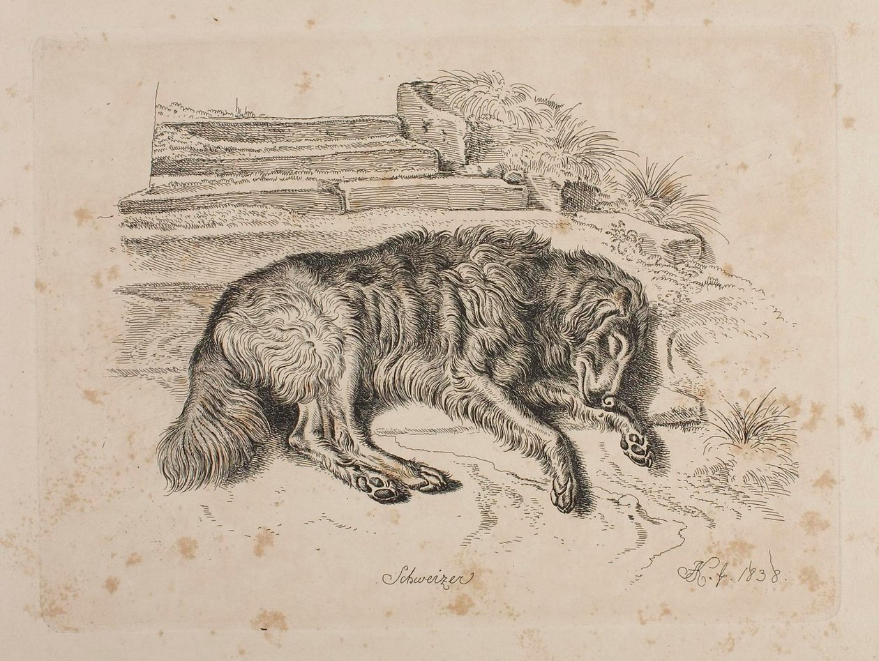 Schweizer, ein Hund von Johann Adam Klein