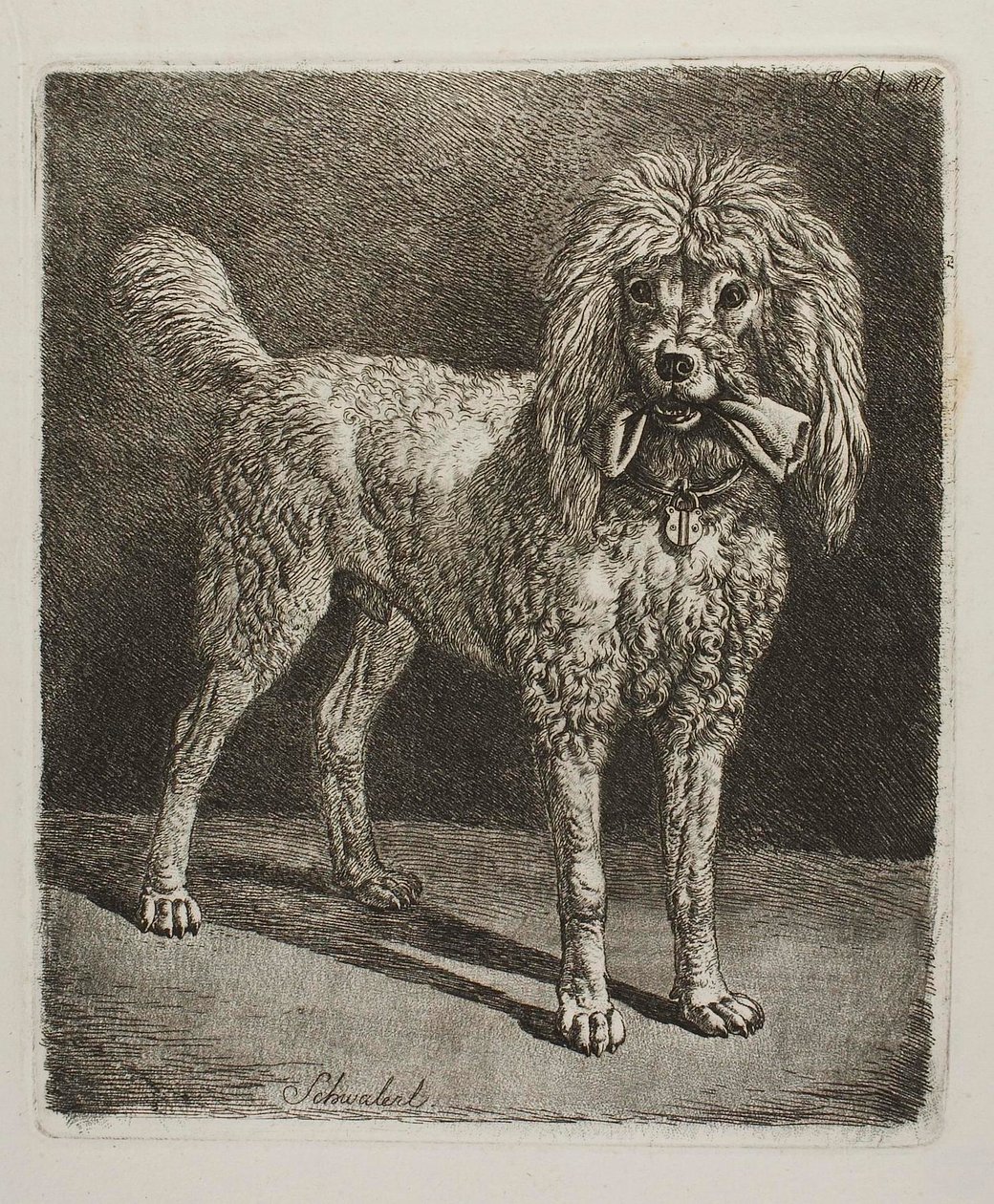 Der Pudel Schwalerl von Johann Adam Klein