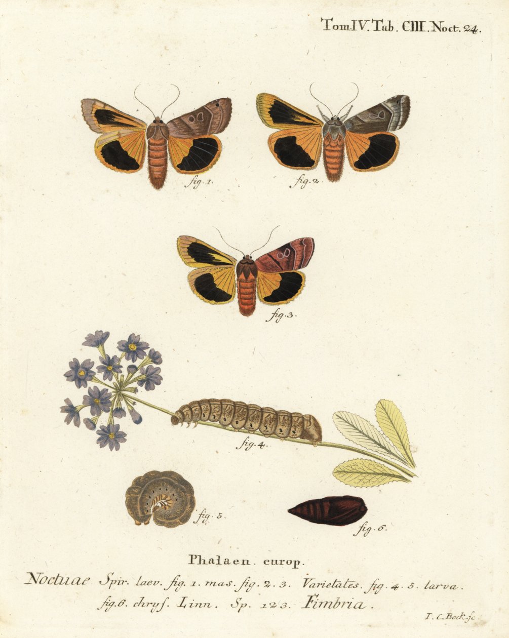 Breitrandige Gelbflügel, Noctua fimbriata. Handkolorierter Kupferstich von Johann Carl Bock nach Eugenius Johann Christoph Espers Die Schmetterlinge in Abbildungen nach der Natur, Erlangen von Johann Carl Bock
