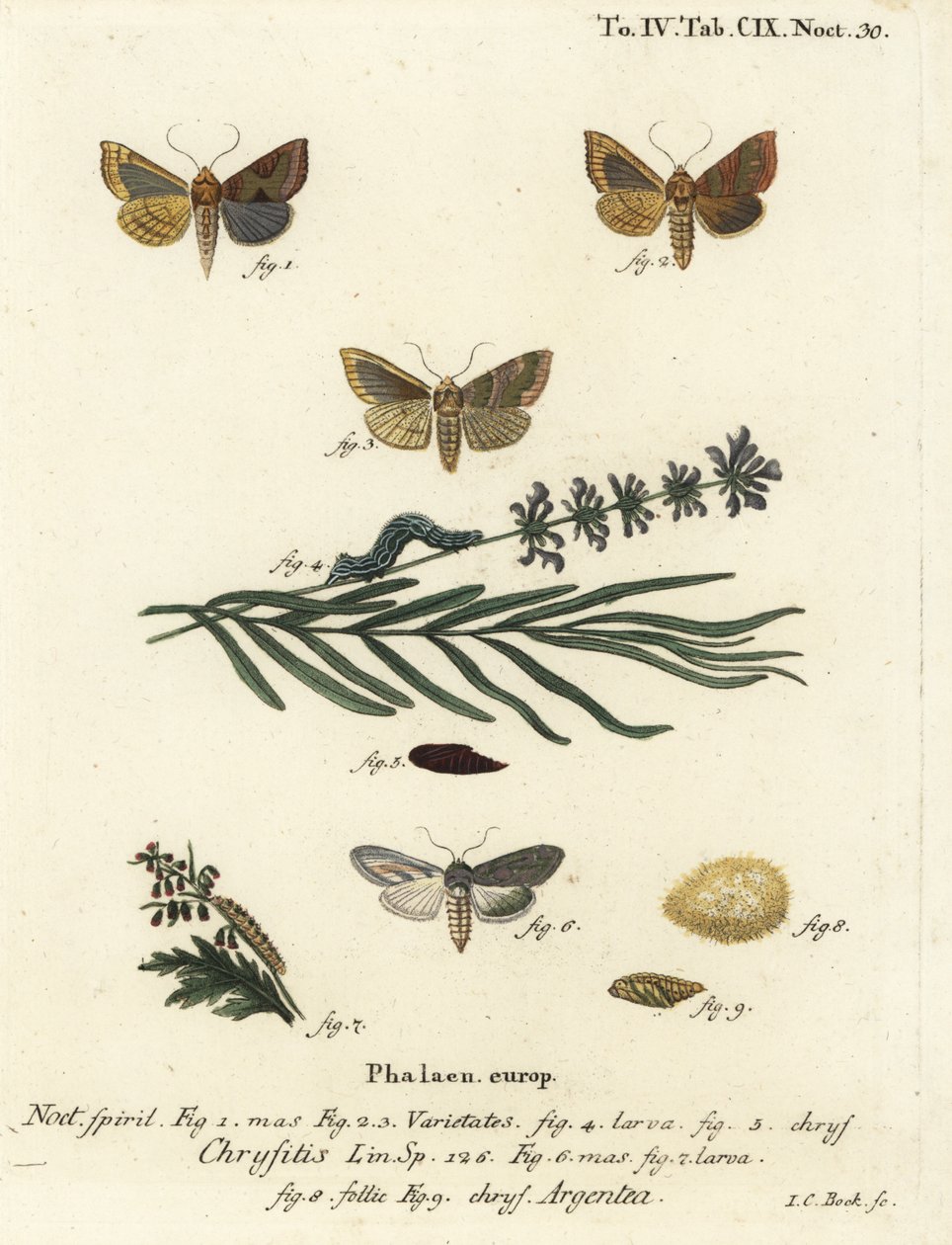 Polierte Messingmotte, Diachrysia chrysitis 1-5, und grün silbergesprenkelter Hai, Cucullia argentea 6-9. Handkolorierter Kupferstich von Johann Carl Bock nach Eugenius Johann Christoph Espers Die Schmetterlinge in Abbildungen nach der Natur, Erlangen von Johann Carl Bock