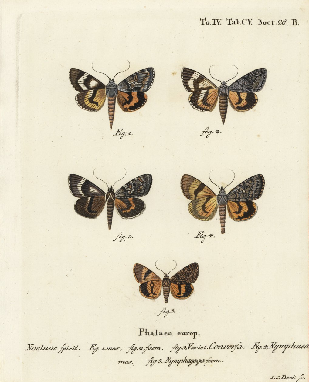 Catocala conversa 1-3, Catocala nymphaea 4, und Eichen-Gelber Unterflügel, Catocala nymphagoga 5. Handkolorierter Kupferstich von Johann Carl Bock nach Eugenius Johann Christoph Espers Die Schmetterlinge in Abbildungen nach der Natur, Erlangen von Johann Carl Bock