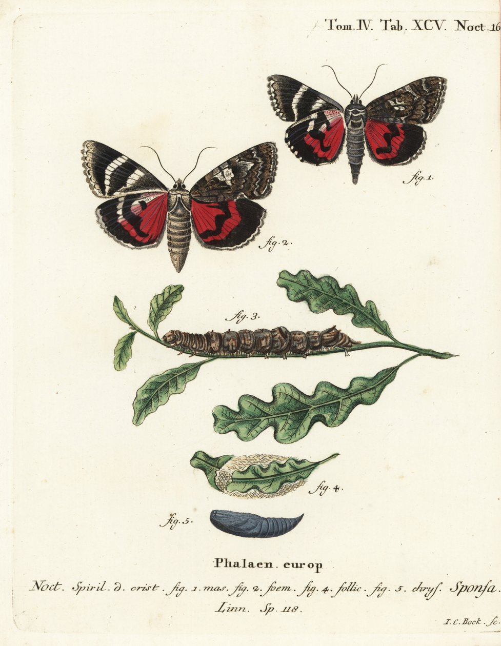 Dunkelroter Unterflügel, Catocala sponsa. Handkolorierter Kupferstich von Johann Carl Bock nach Eugenius Johann Christoph Espers Die Schmetterlinge in Abbildungen nach der Natur, Erlangen von Johann Carl Bock