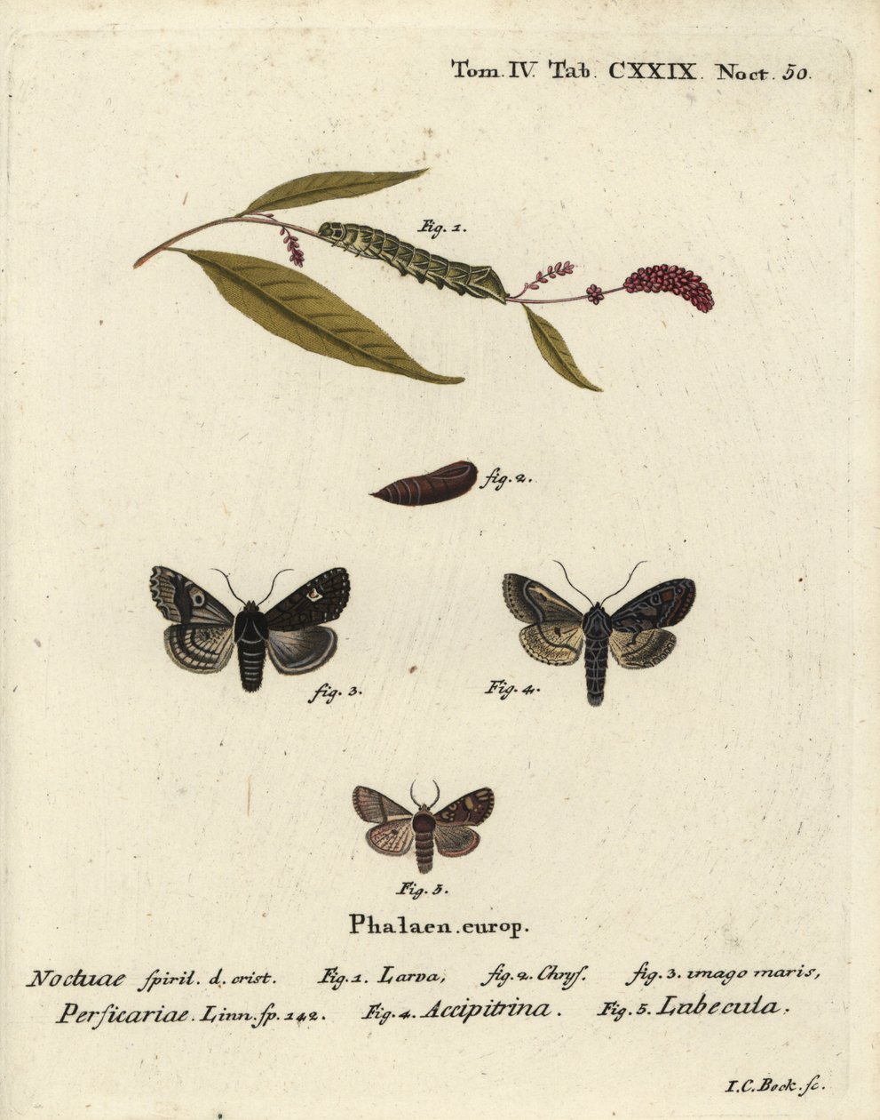 Punkt, Melanchra persicariae 1-4, und Dryobota labecula 5. Handkolorierter Kupferstich von Johann Carl Bock nach Eugenius Johann Christoph Espers Die Schmetterlinge in Abbildungen nach der Natur, Erlangen von Johann Carl Bock