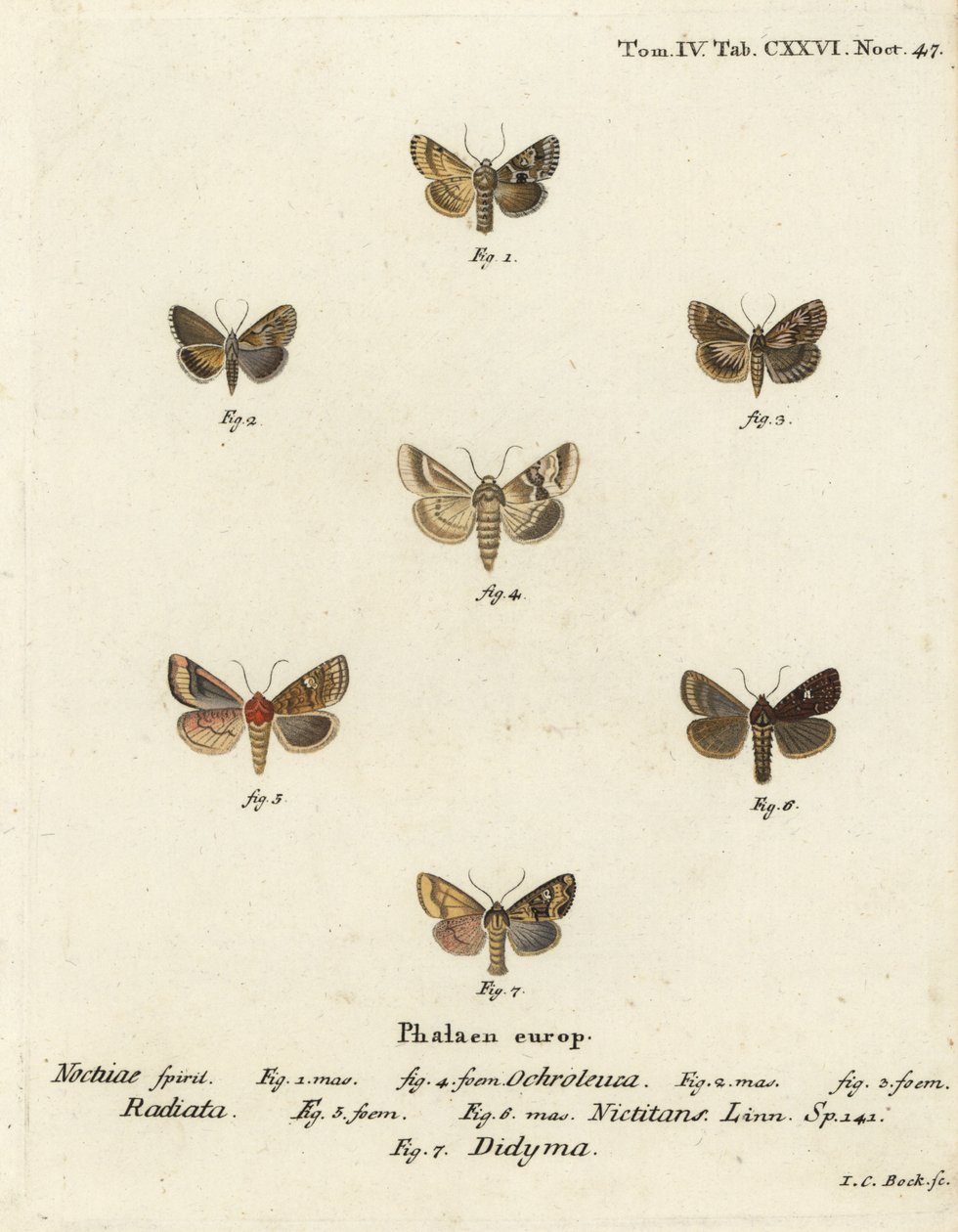 Dunkle Sallow, Eremobia ochroleuca 1,4, Cynaeda dentalis 2,3, Ohrmotte, Amphipoea oculea 5,6, und Gemeiner Rustik, Mesapamea secalis 7. Handkolorierter Kupferstich von Johann Carl Bock nach Eugenius Johann Christoph Espers Die Schmetterlinge in Abbildungen von Johann Carl Bock