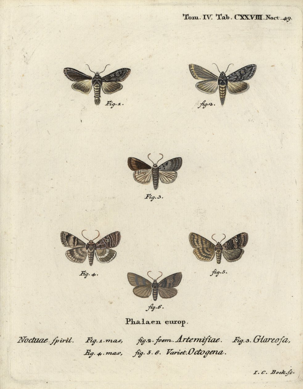 Grüner silbergesprenkelter Hai, Cucullia argentea 1,2, herbstlicher Rustikaler, Eugnorisma glareosa 4, Achtzigerfigur, Tethea ocularis 4-6. Handkolorierter Kupferstich von Johann Carl Bock nach Eugenius Johann Christoph Espers Die Schmetterlinge in Abbildu von Johann Carl Bock