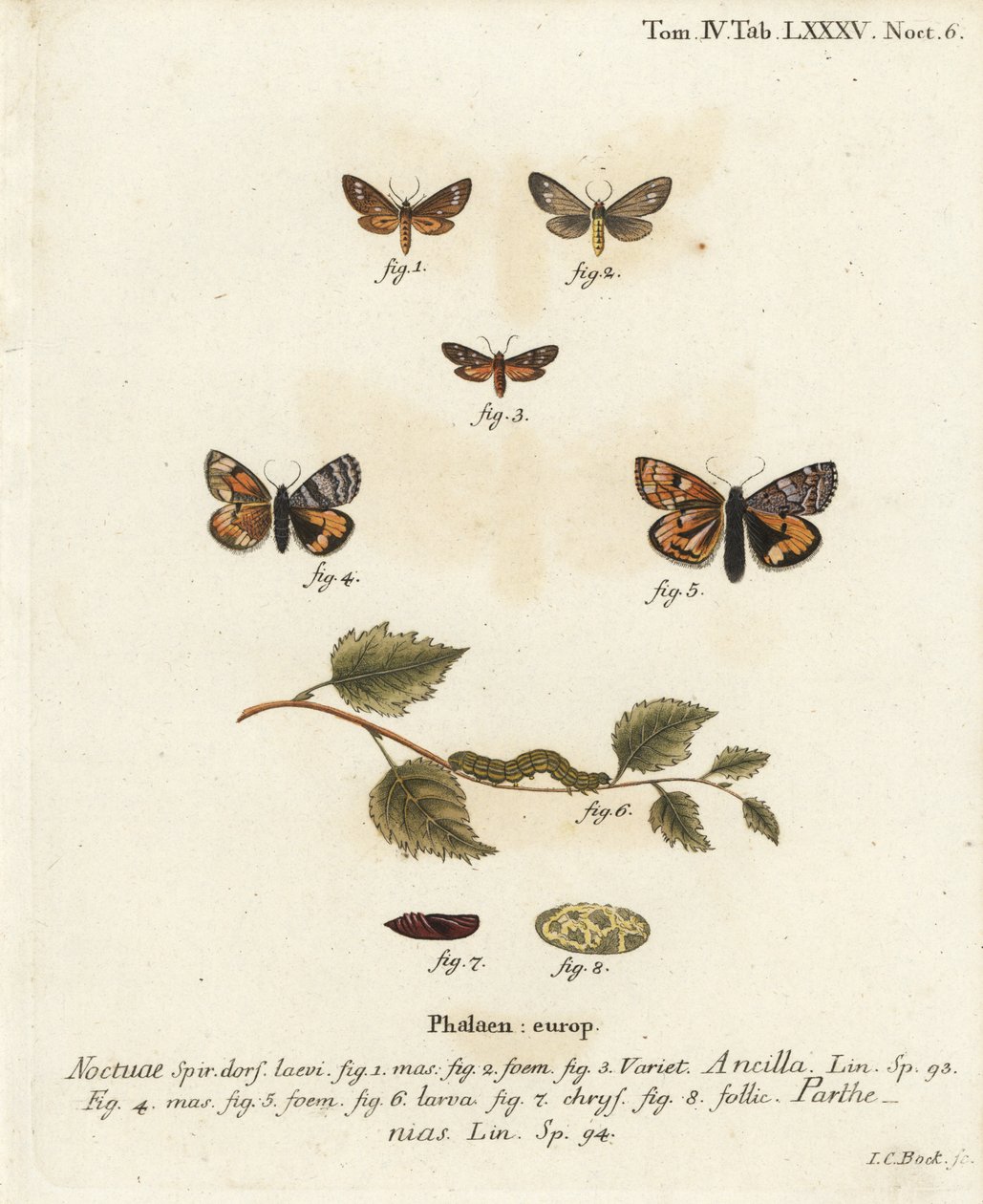 Handmaid-Motte, Dysauxes ancilla 1-3, und Orange-Unterflügel, Archiearis parthenias 4-8. Handkolorierter Kupferstich von Johann Carl Bock nach Eugenius Johann Christoph Espers Die Schmetterlinge in Abbildungen nach der Natur, Erlangen von Johann Carl Bock