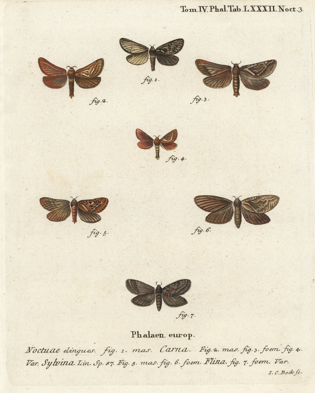Pharmacis carna 2-4, Orange-Swift, Triodia sylvina 5,6, und Gold-Swift, Phymatopus hecta 7. Handkolorierter Kupferstich von Johann Carl Bock nach Eugenius Johann Christoph Espers Die Schmetterlinge in Abbildungen nach der Natur, Erlangen von Johann Carl Bock