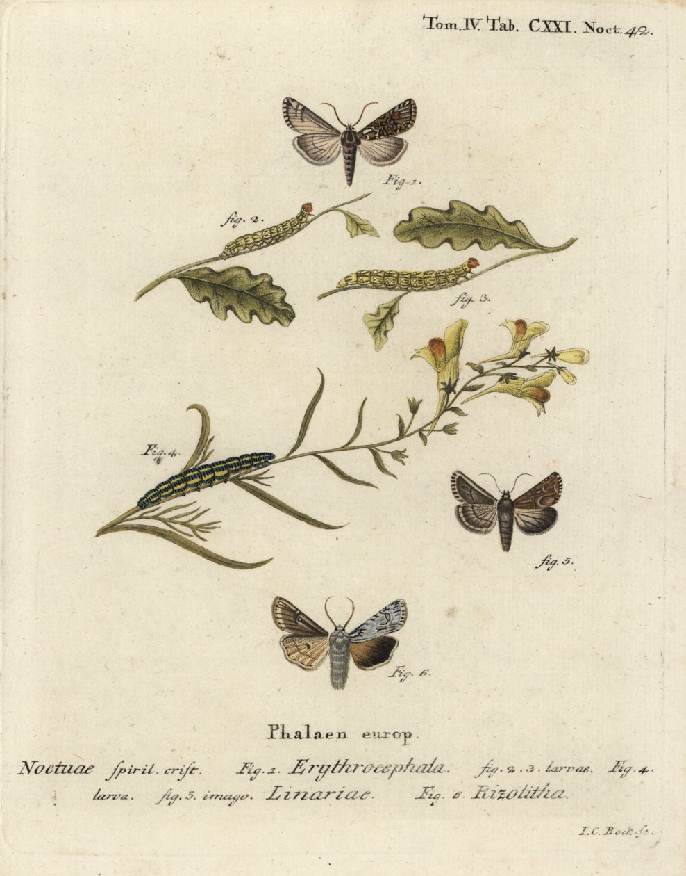 Rothaarige Kastanie, Conistra erythrocephala 1-4, Leinkraut-Brokat, Calophasia lunula 5 und Graue Schulterknoten, Lithophane ornitopus 6. Handkolorierter Kupferstich von Johann Carl Bock nach Eugenius Johann Christoph Espers Die Schmetterlinge in Abb von Johann Carl Bock