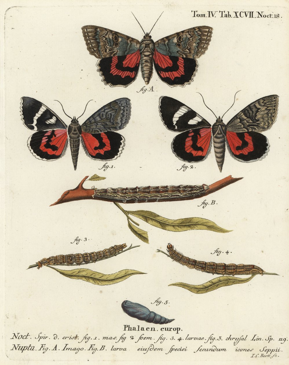 Rotes Unterflügel-Motte, Catocala nupta. Handkolorierter Kupferstich von Johann Carl Bock nach Eugenius Johann Christoph Espers Die Schmetterlinge in Abbildungen nach der Natur, Erlangen von Johann Carl Bock