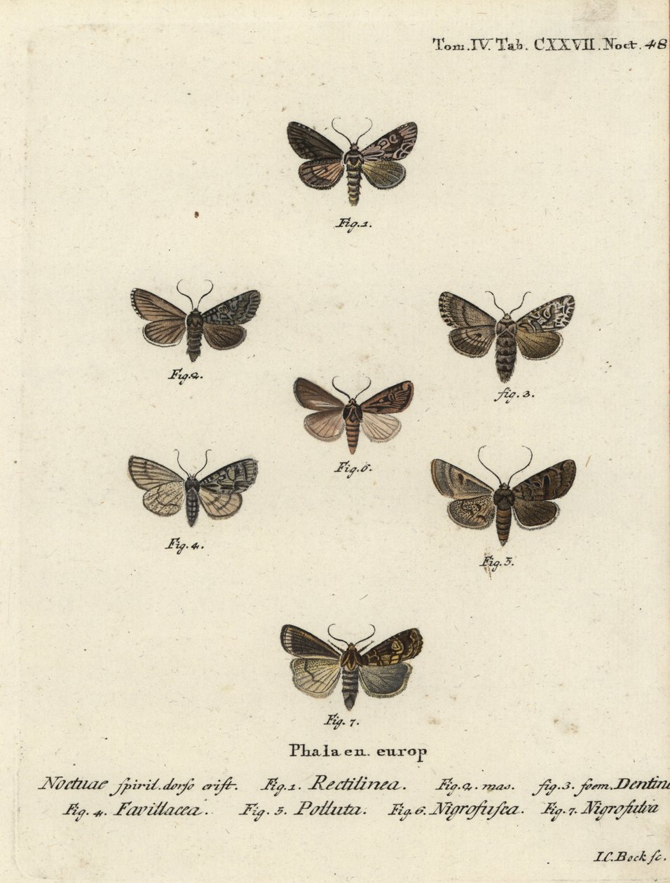 Sächsische Motte, Hyppa rectilinea 1, Schermotte, Hada plebeja 2,3, Sumpfdolch, Acronicta strigosa 4, Braunfleck-Pinion, Agrochola litura 5, Weißlinien-Dart, Euxoa nigrofusca 6, Opigena polygona 7. Handkolorierter Kupferstich von Johann Carl Bock von Johann Carl Bock