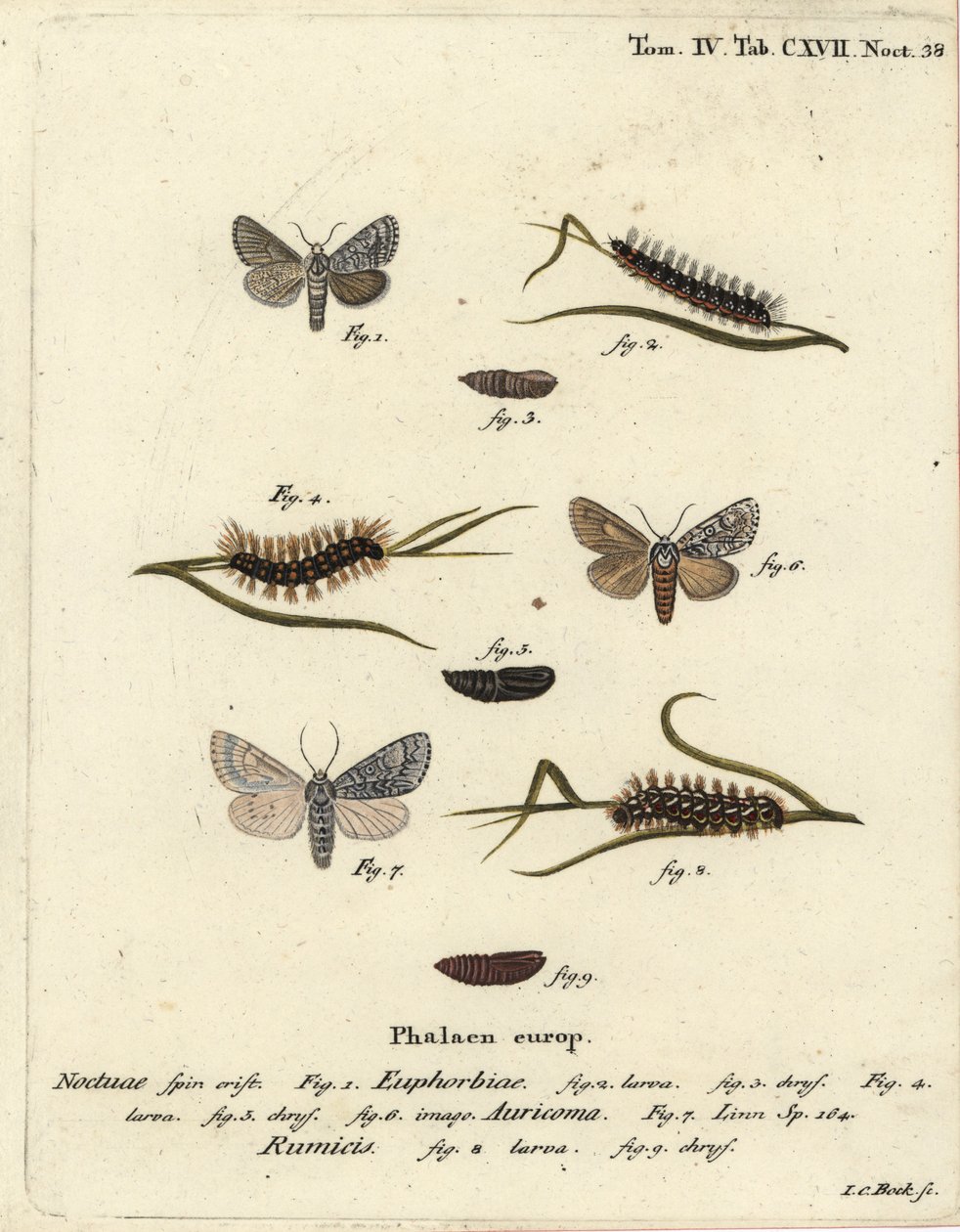 Süßgallmotte, Acronicta euphorbiae 1-5, seltene Dolchmotte, Acronicta auricoma 6, und Knotengrasmotte, Acronicta rumicis 7-9. Handkolorierter Kupferstich von Johann Carl Bock nach Eugenius Johann Christoph Espers Die Schmetterlinge in Abbildungen von Johann Carl Bock