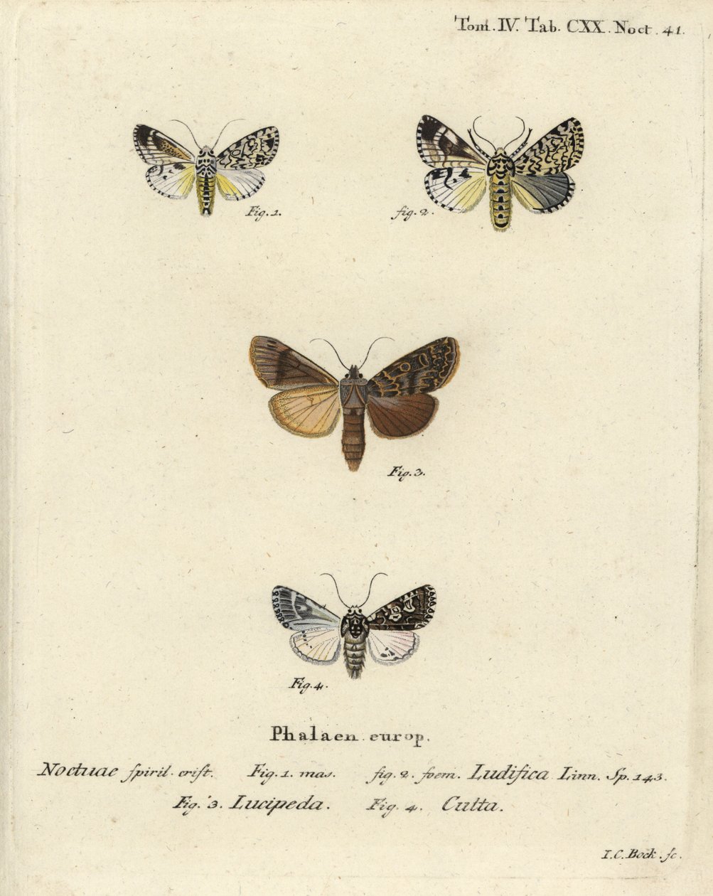 Trichosea ludifica 1,2, Südliche Rustikale, Rhyacia lucipeta 3, und Lamprosticta culta 4. Handkolorierter Kupferstich von Johann Carl Bock nach Eugenius Johann Christoph Espers Die Schmetterlinge in Abbildungen nach der Natur, Erlangen von Johann Carl Bock