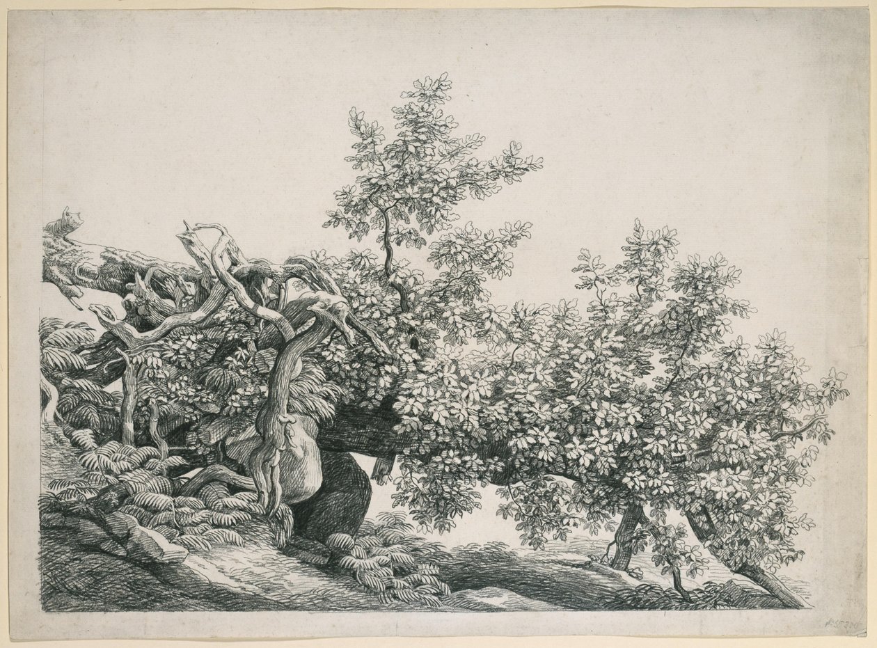Baumstudie. Umgestürzter Stamm mit freiliegenden Wurzeln von Johann Christian Reinhart