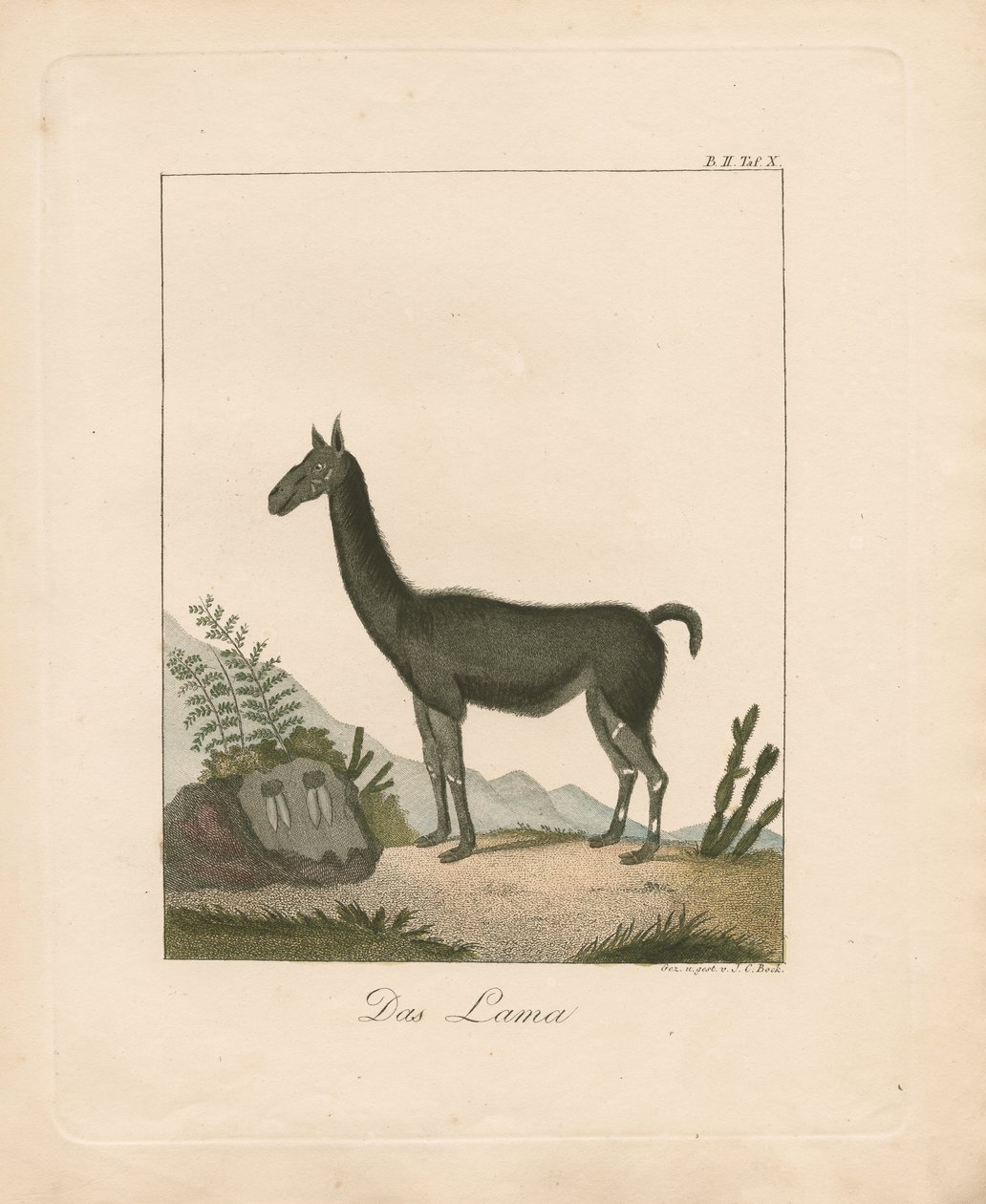 Das Lama von Johann Christoph Bock