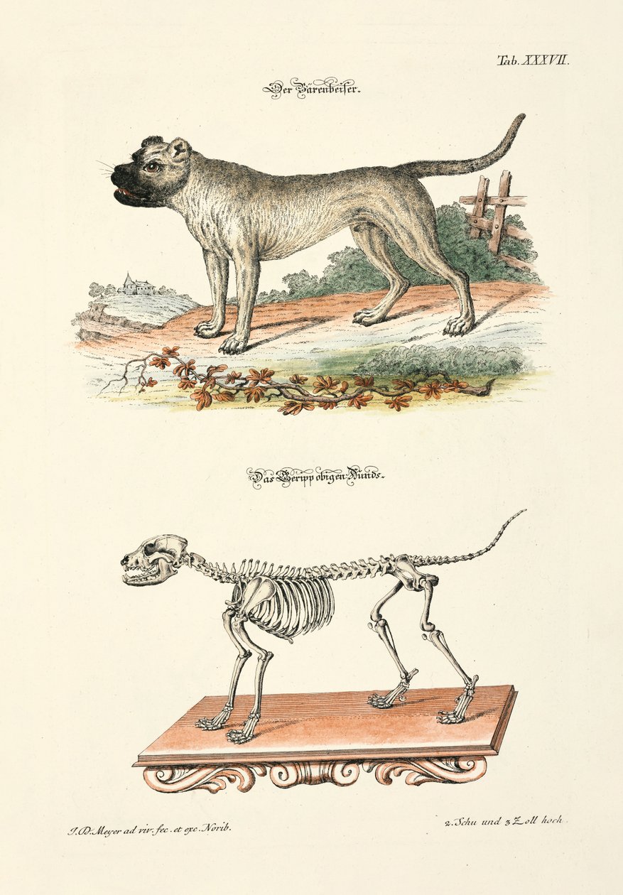 Dogge und ihr Skelett von Johann Daniel Meyer
