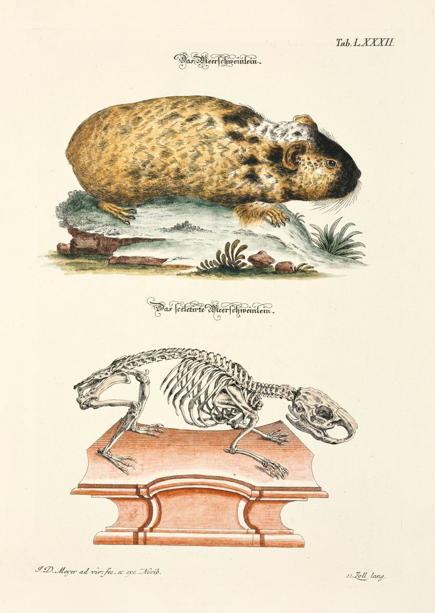 Meerschweinchen und sein Skelett von Johann Daniel Meyer