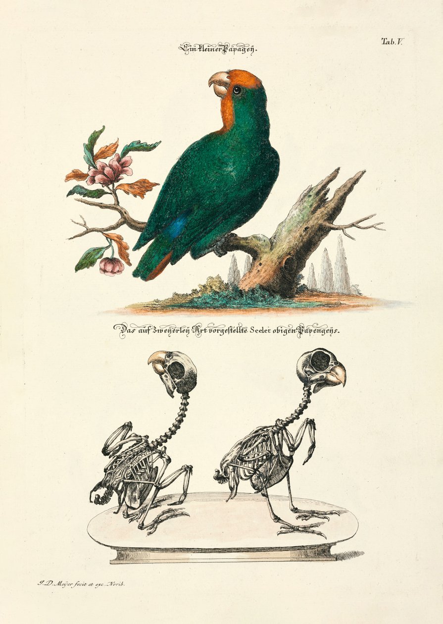Kleiner Papagei mit Skeletten von Johann Daniel Meyer