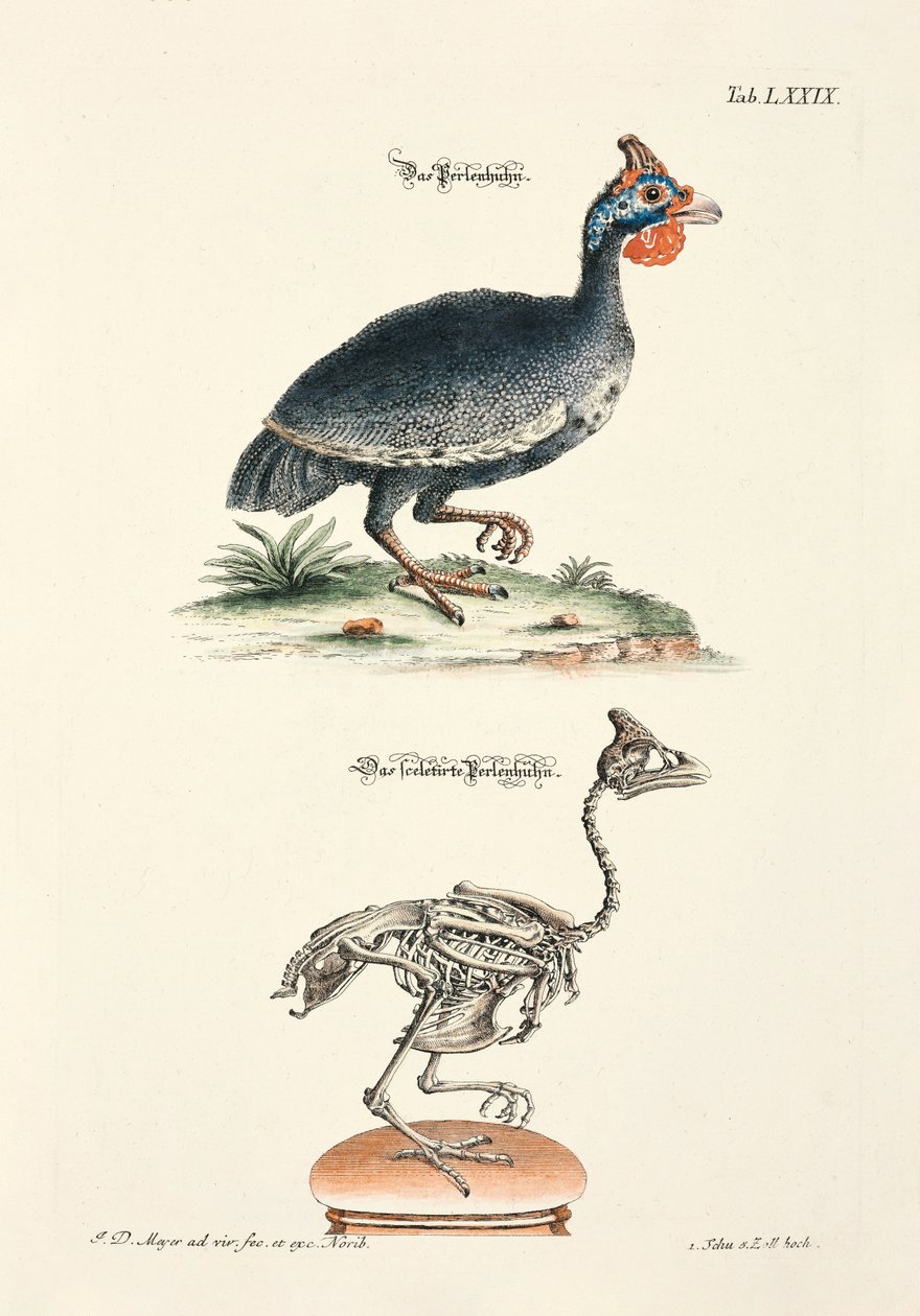 Das Perlhuhn und sein Skelett von Johann Daniel Meyer