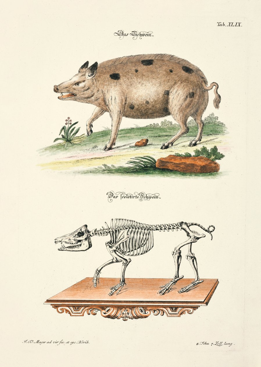 Das Schwein und sein Skelett von Johann Daniel Meyer