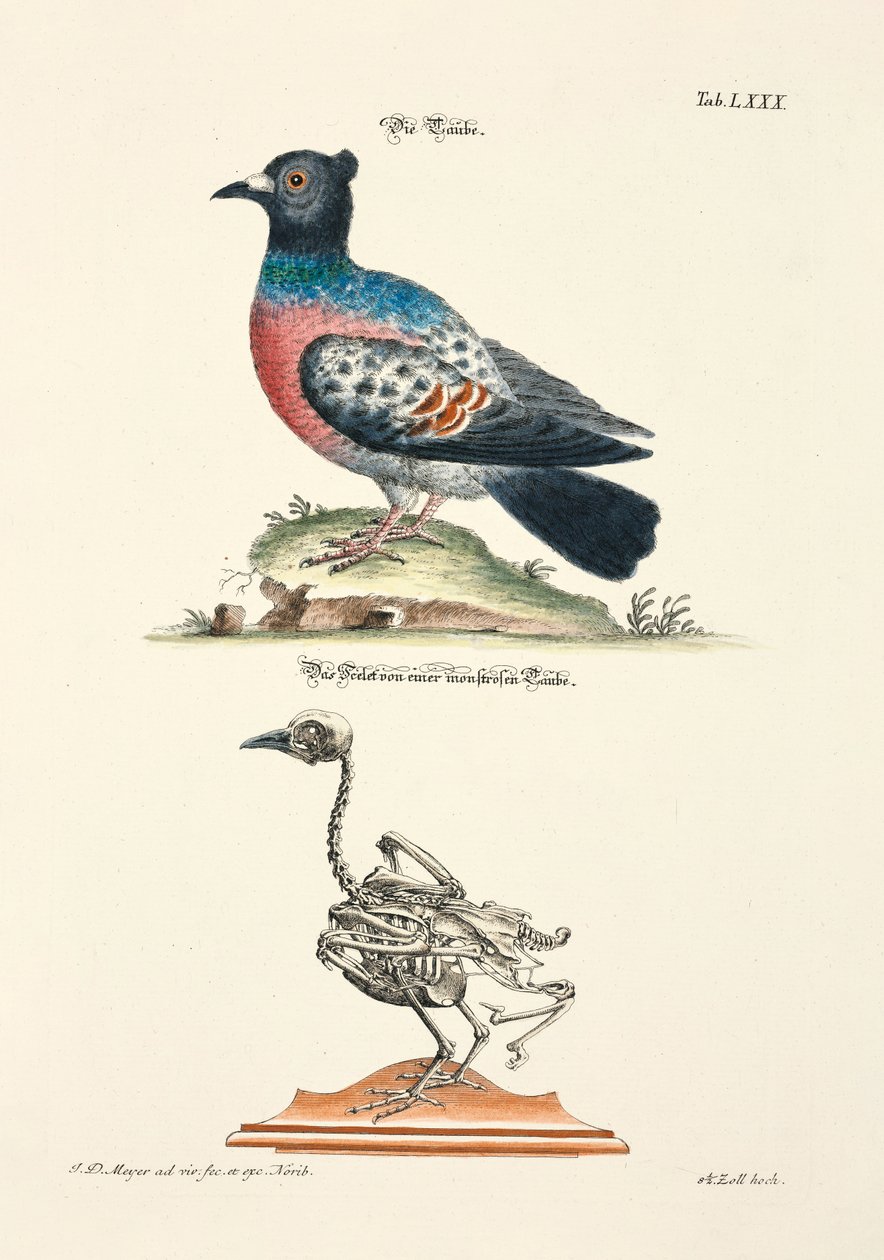 Die Taube und ihr Skelett von Johann Daniel Meyer