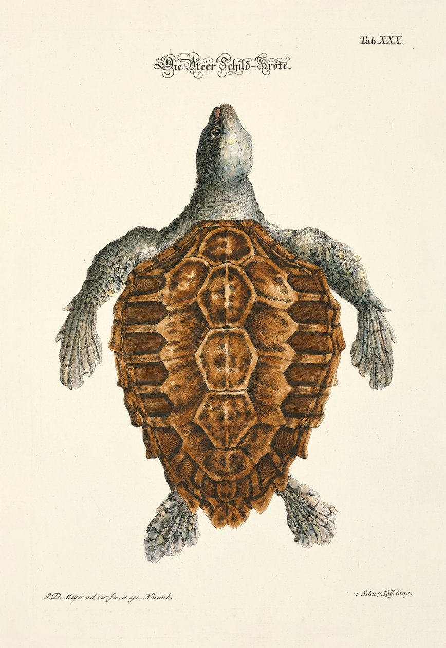Die Meeresschildkröte von Johann Daniel Meyer