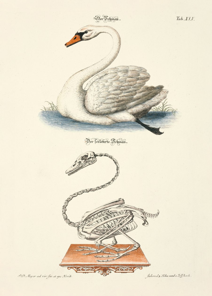 Der Schwan und sein Skelett von Johann Daniel Meyer